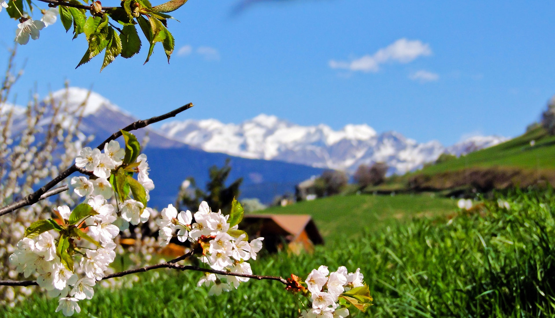 Fruehlingsbluete Eisacktal
