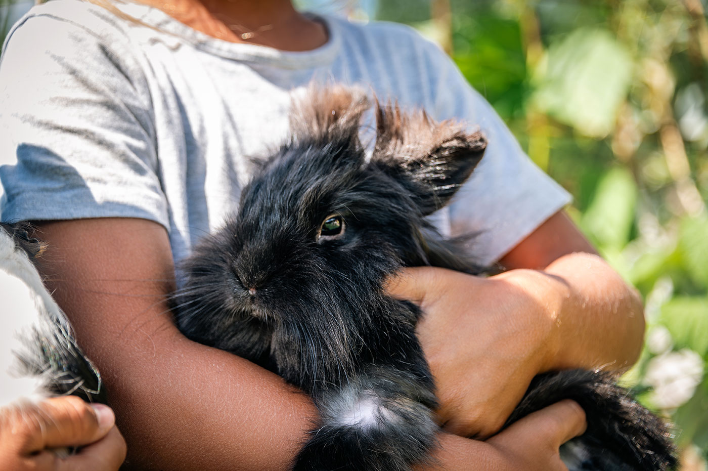 Hase Streicheln Bauernhof