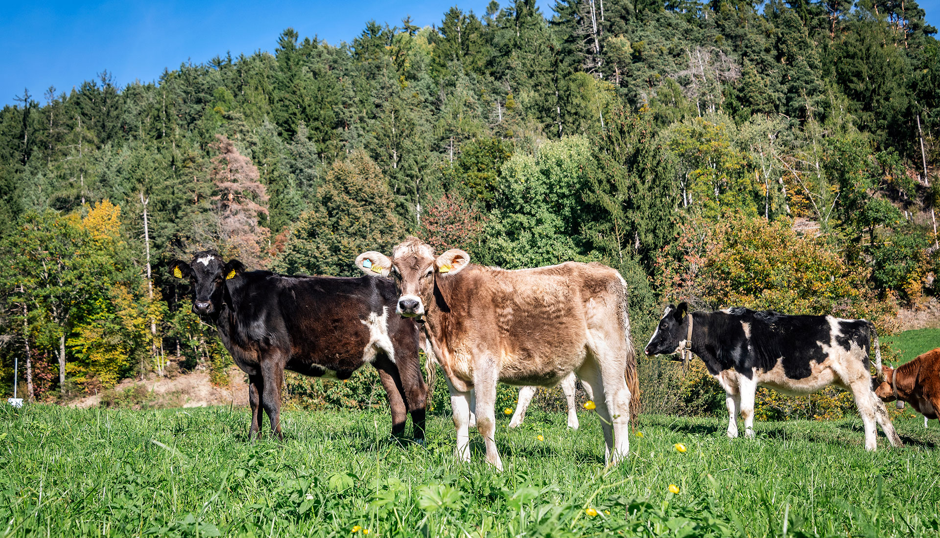 Urlaub Bauernhof Suedtirol Niederhof Kuehe